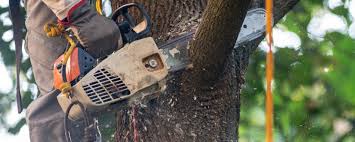 Best Tree Disease Treatment  in Thatcher, UT