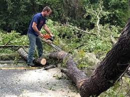 Best Root Management and Removal  in Thatcher, UT