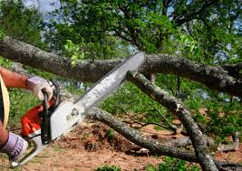 Reliable Thatcher, UT Tree Removal Services Solutions