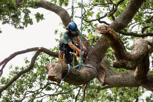 Best Tree Mulching  in Thatcher, UT