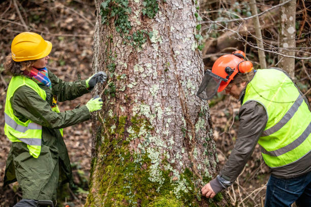 Best Tree Trimming and Pruning  in Thatcher, UT