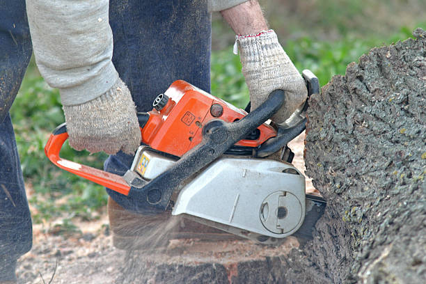 Best Tree Disease Treatment  in Thatcher, UT