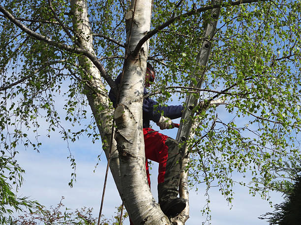 Best Tree Maintenance Programs  in Thatcher, UT