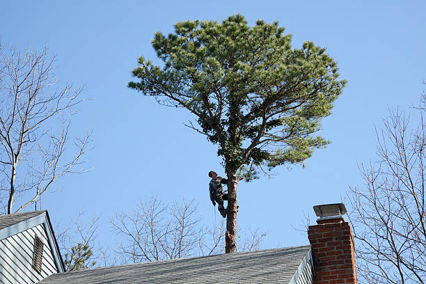 Best Tree Planting  in Thatcher, UT