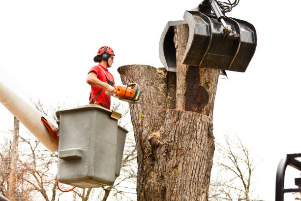 How Our Tree Care Process Works  in  Thatcher, UT